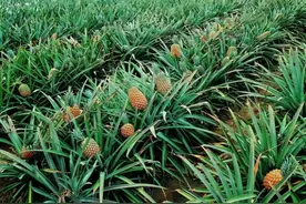 菠萝的种植方法很简单，一共就三步图片