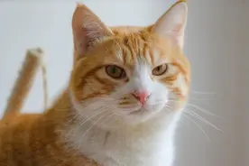 捡了只橘猫，以为自己要当妈了，谁知道直接成奶奶了图片