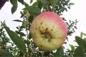 套袋苹果红黑点病咋防治，科学的方法告诉你图片