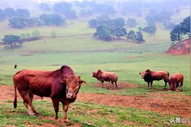 身价不菲的广南雪花牛、尊贵之选图片