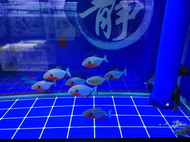 猫能吃带鱼鳞的鱼吗