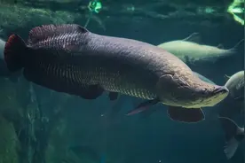 巴西骨舌鱼，能把食人鱼牙咬崩的神装巨鱼图片