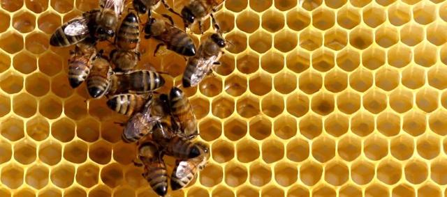 了解一下｜成熟蜜、水蜜、非成熟蜜