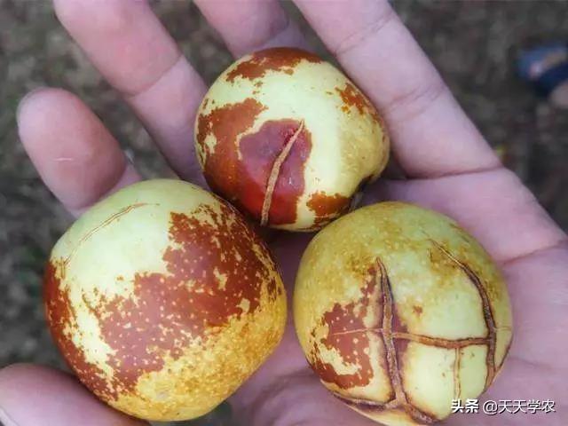 冬枣裂果，不止缺钙那么简单！土水肥管理、修剪、药剂防治不能少