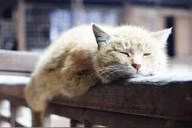 猫是奸臣，狗是忠臣？与猫相比，狗才是真正的“奸臣”图片