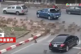 泰国几千只猴子马路中间火拼：像电影中帮派争斗，导致交通瘫痪图片