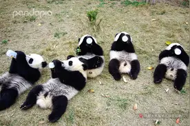 当大熊猫出现在80年代的MV里…图片