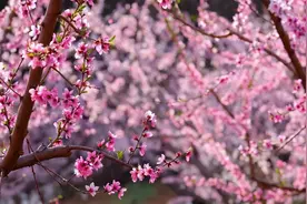 桃花、樱花、梅花，赏花攻略……图片