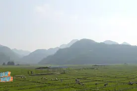 科普档案——解密云南野生水芹菜图片