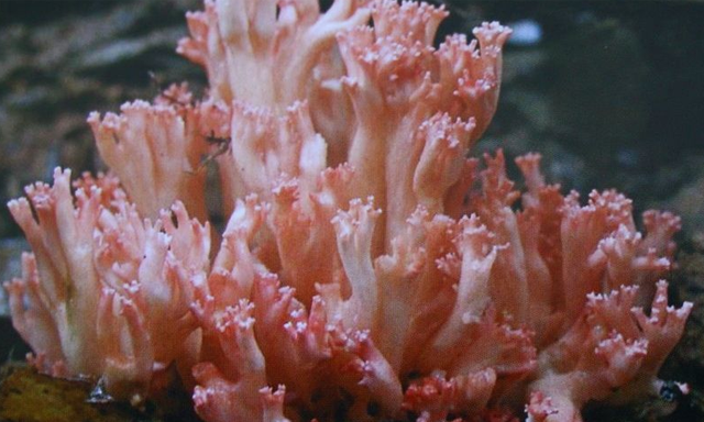 获赞野生之花，鲜甜爽口常被当成海鲜，已到成熟季节，却很难买到