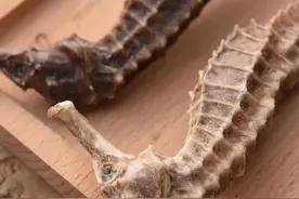 海马泡酒有什么注意事项？海马泡酒的方法图片