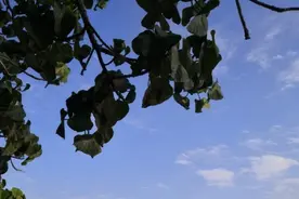 云卷飞山邀对，上联：碧树蓝天，更显海湾宁静；下联？图片
