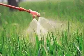 药剂     草甘膦这样搭配，效果比百草枯还好图片