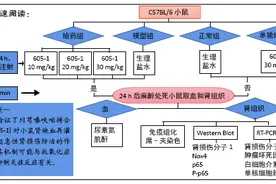 川芎嗪呋咱拼合物保护肾缺血再灌注损伤模型小鼠的作用及机制图片