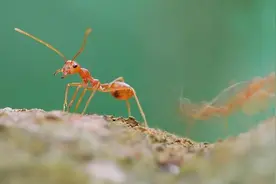 红火蚁频繁出没 杀伤力有多大？防范要注意图片