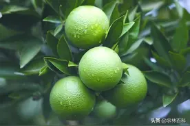 想要放出优质秋梢，晚夏梢老熟工作赶紧做啦图片