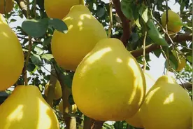 广西这个县与广东一山之隔，靠一果闻名天下图片