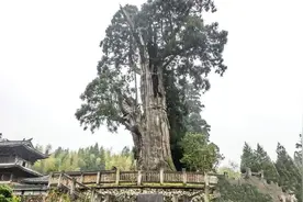 浙江最“执着”的古树，活了1500年，遭雷击不死被称为“树坚强”图片