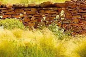 散文：我愿是一株小草图片