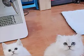 我们应该如何注意宠物寄生虫图片