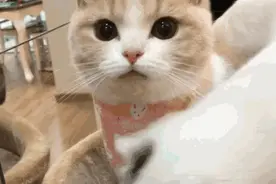 猫咪在家的迷惑行为大赏：论打发时间，我只服猫图片