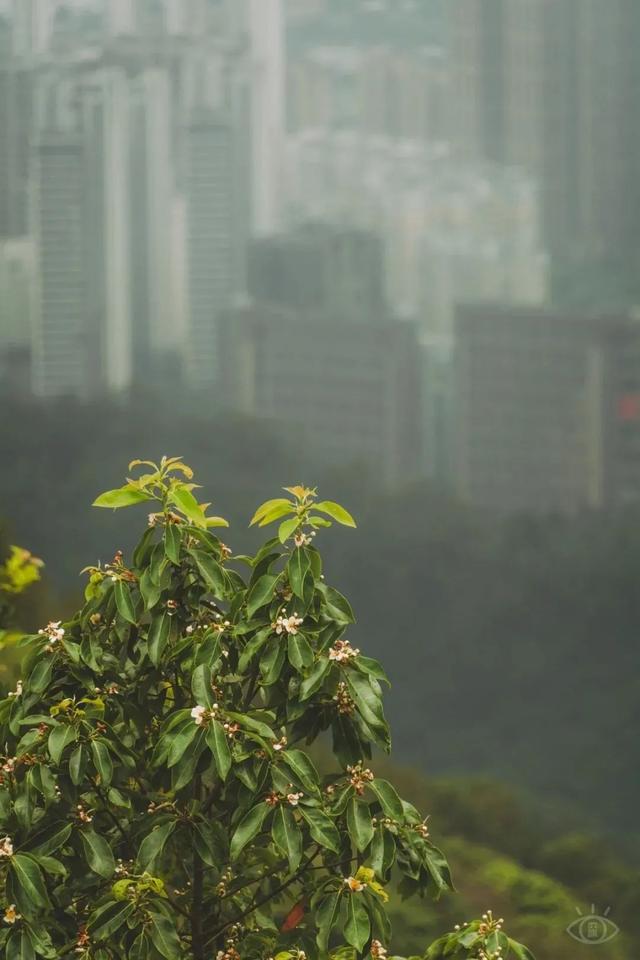 深圳值得征服的10座山，你去过几座？