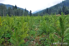 纪委为您来解难（五）：17年前的退耕还林款追回来了图片