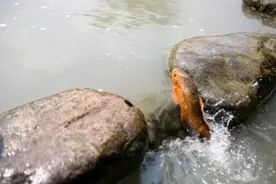 “鲤鱼跳龙门”背后，竟有个凄美的传说，至今此地还有一座鲤鱼庙图片