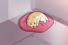 【长图】国际盲人日：导盲犬的一生图片