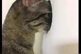 猫透过小孔暗中观察另一只猫，表情看起来有点恐怖，又有点猥琐呀图片