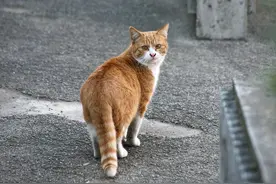 养育多年的橘猫，最后还是没良心的离开了我们这个家图片