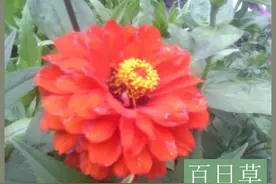 花卉养植：家庭花卉图片及名称100种图片