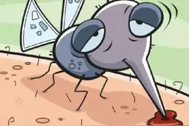 为什么蚊子总叮你，还会在你的皮肤上拉尿？来听听专家怎么说图片