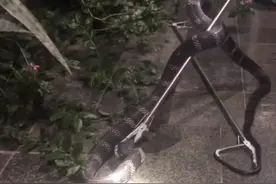 四川3米长眼镜王蛇进家偷鸡，为国家二级保护动物，被咬了怎么办图片