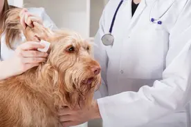 深圳市养犬管理规定11月1日起实施，外出遛狗绳长不得超2米图片