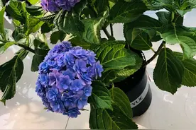 绣球花今年长出的新枝条，叶子长得太密，要不要给掐掉点？图片