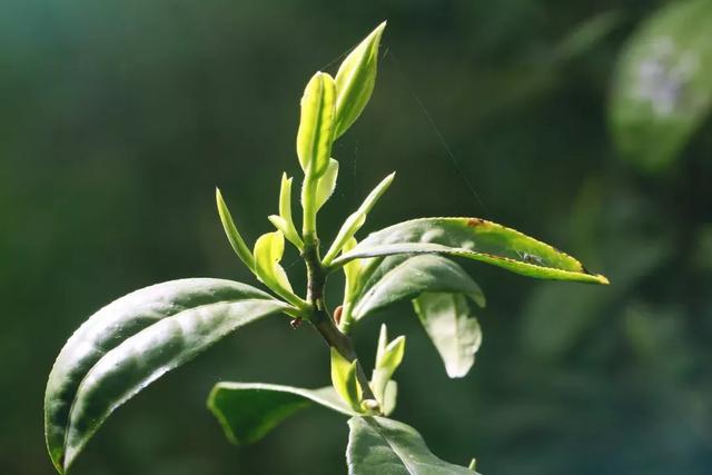 白茶茶汤里小气泡久久不散，说明茶汤有什么特质？