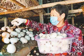 “扶贫蘑菇”鼓起 村民“钱袋子”图片