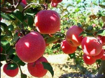 清华学霸理综292分，他说学好理综只需要记这些口诀！