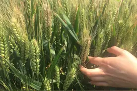 农民朋友注意了，该防小麦赤霉病了，三个用药方案帮您科学防治图片