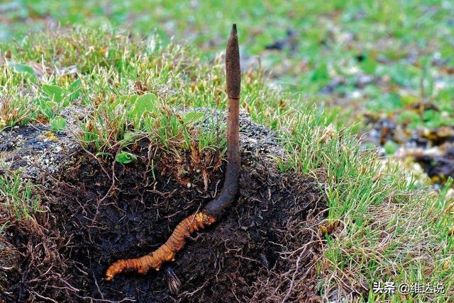 万万没想到，自然界那些诡计多端的寄生生物丝毫不逊色“寄生兽”
