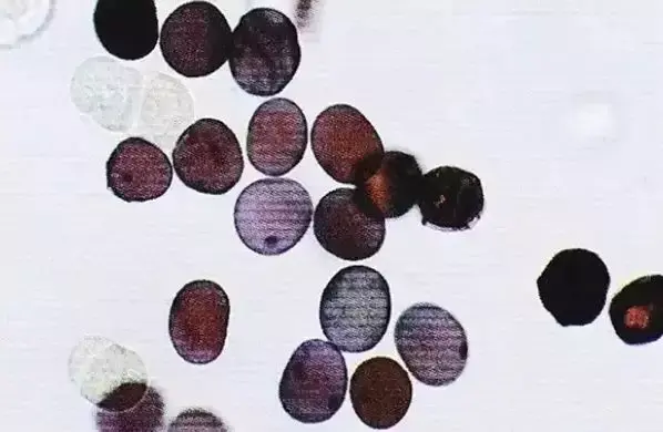 女人喝人参肽有什么好处 2025年女人喝人参肽有什么好处和坏处