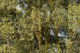 咋回事？男子深山摘马蜂窝死亡！挂在35米高的大树超24小时，消防：1万多只马蜂被彻底激怒，一靠近就围攻图片