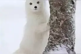 梦境中的白狐图片