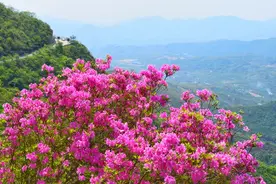 赶紧了！沿着这个村子上山，你还能看到宁波最灿烂的杜鹃花海图片