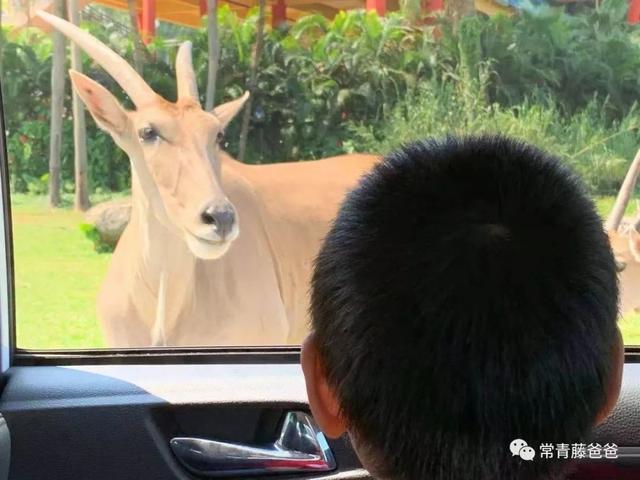 广州／珠海长隆游记：三天两晚常爸超详细攻略大放送