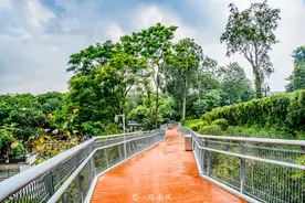 广州第一条“空中步道”，穿行在青山绿水间，走完全程大约2小时图片