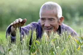 小满小满，麦粒渐满，说的是什么意思？小满和麦子有何关系图片