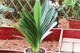 养君子兰，给它吃点“菜叶自制肥”，不久有可能性开花视频封面