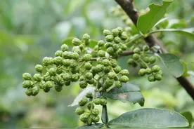 同是花椒 青花椒和红花椒有何不同，到底该怎么用？图片